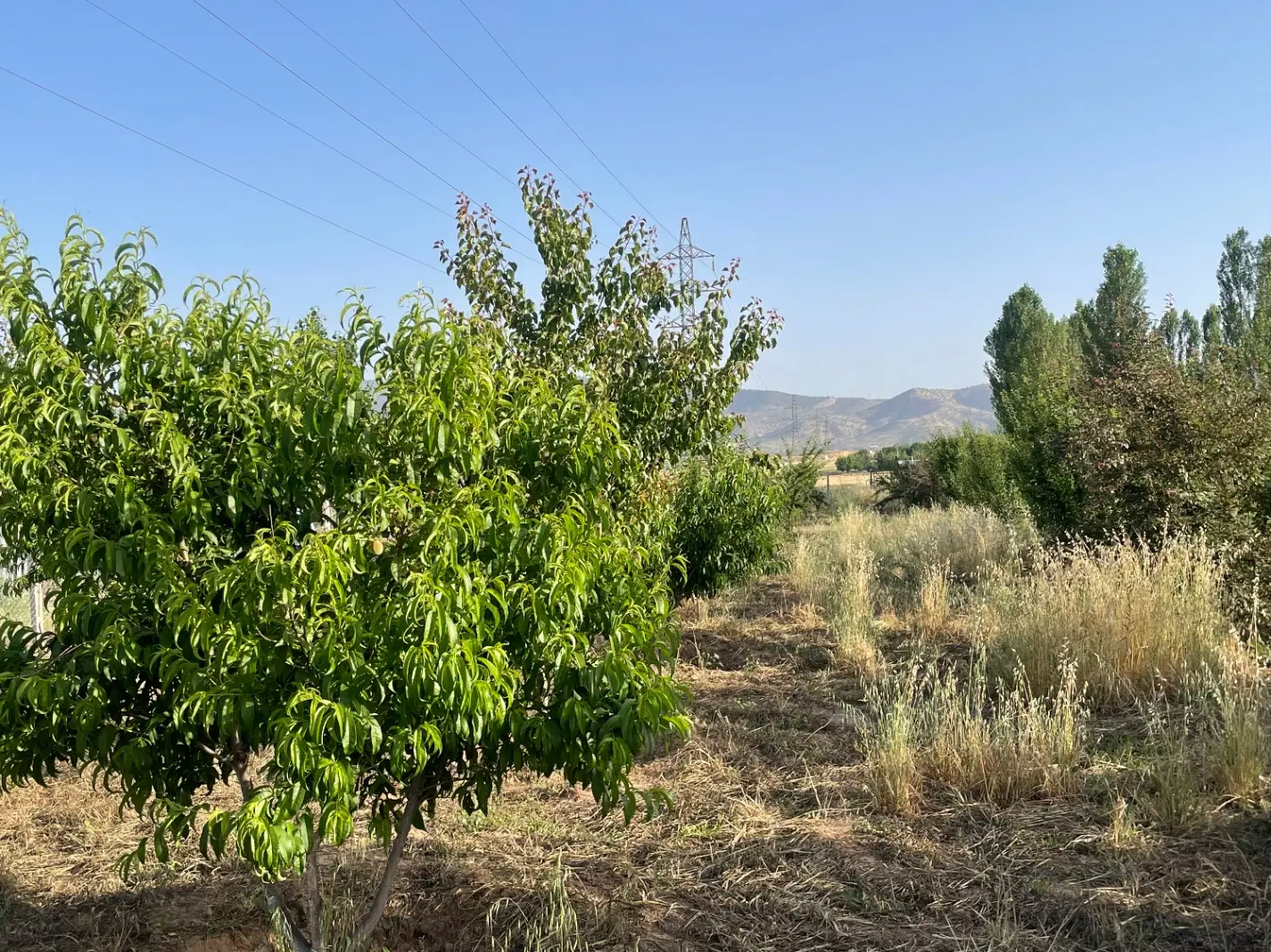 باغ ۲۰۰۰ متری عسگرآباد.دو قطعه ۸۰۰ و ۱۲۰۰ متری