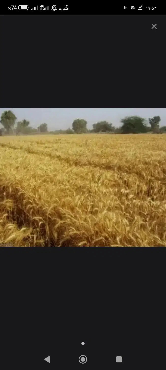 زمین کشاورزی دیم