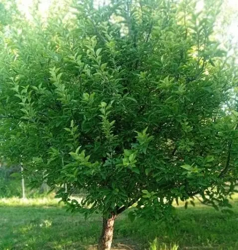 اجاره درخت آلو وسیب قرمز