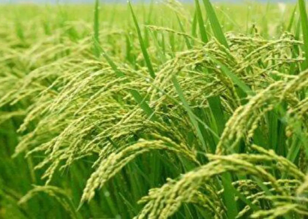 شالیزاری  به متراژ ۳۸۰۰متر در زیار دشت (عالمه)