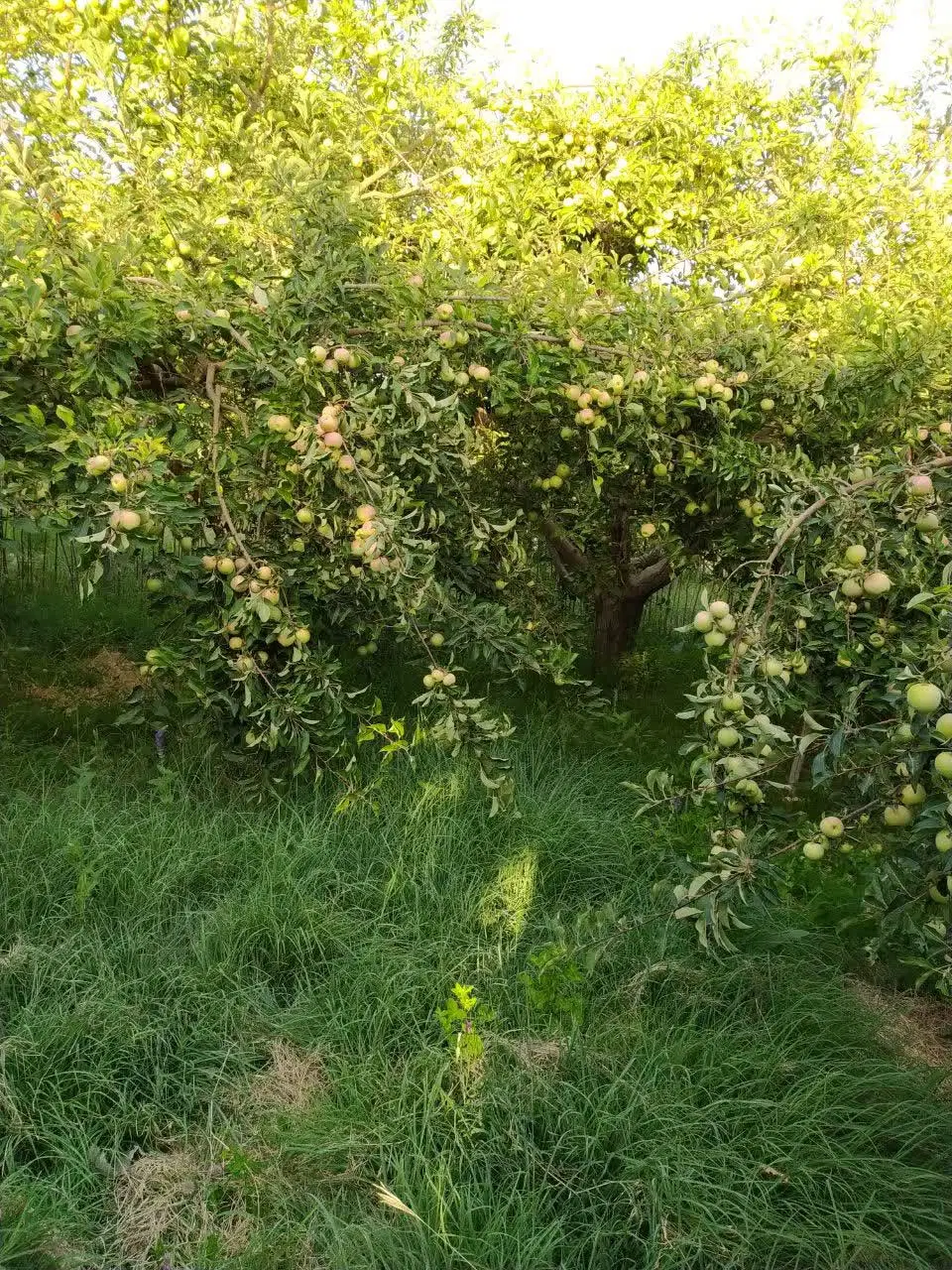 ۴ هکتار زمین آبی و دیم فروشی