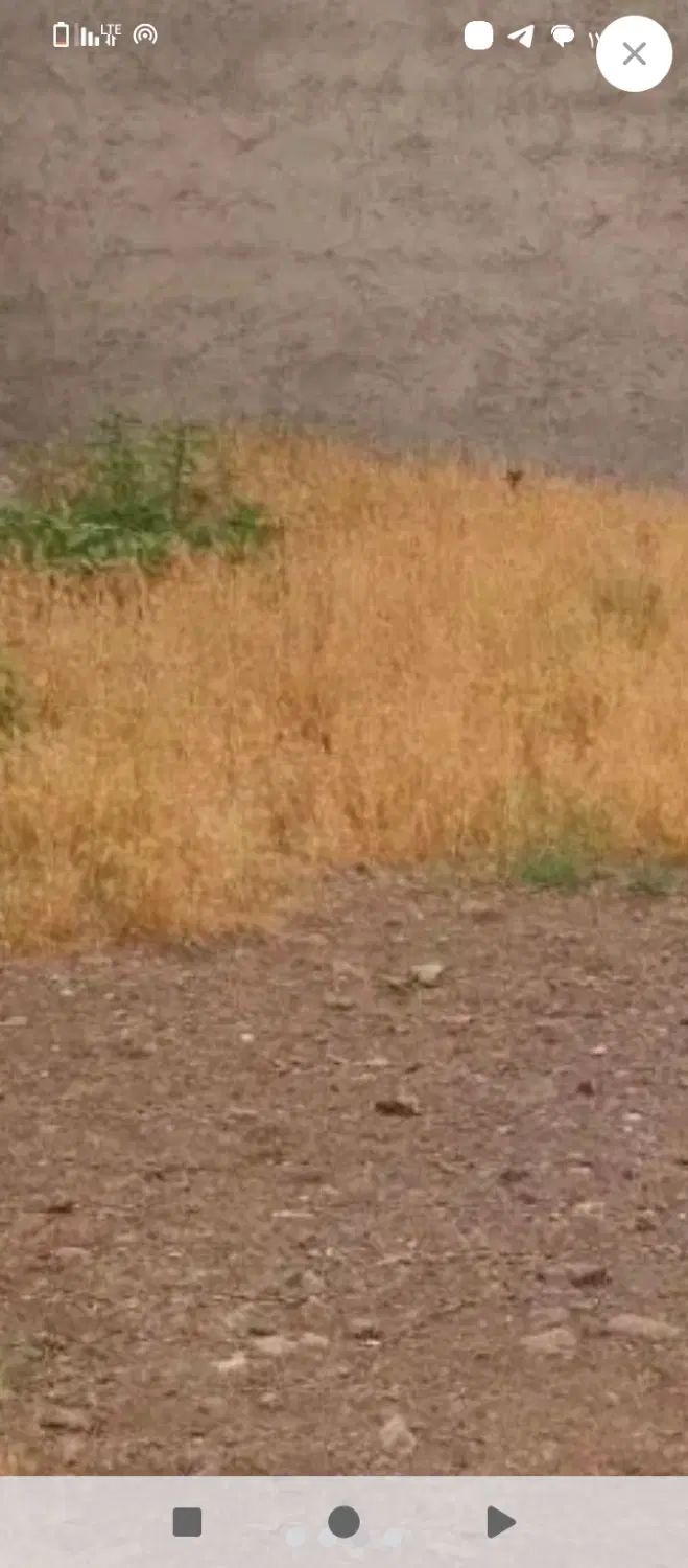 زمین مسکونی