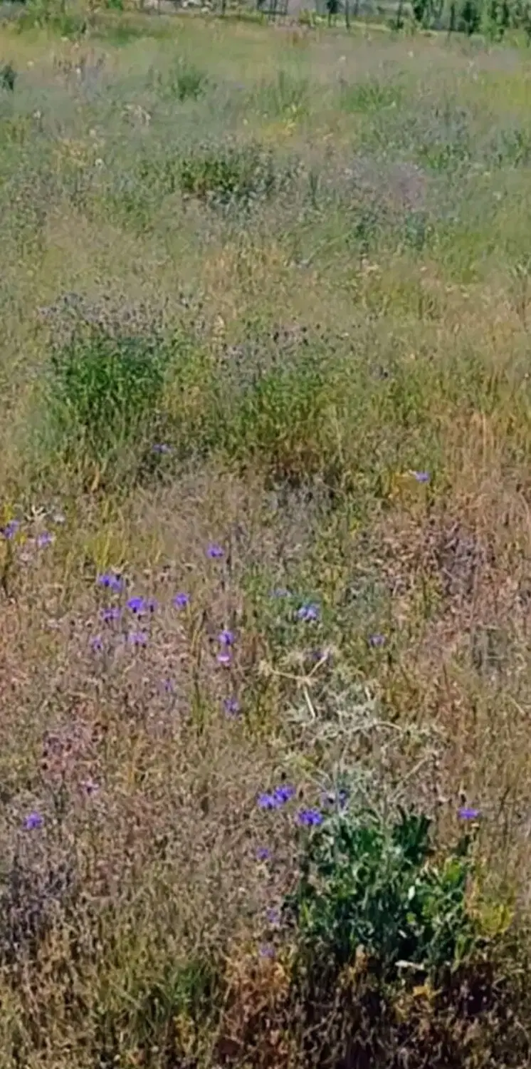 زمین باغ در روستای یام جاده بی سیم