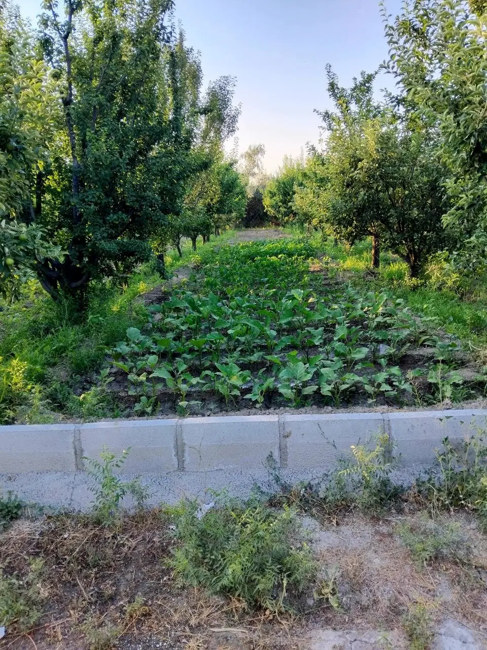 باغچه دنج و سر سبز برای تفریح و استراحت