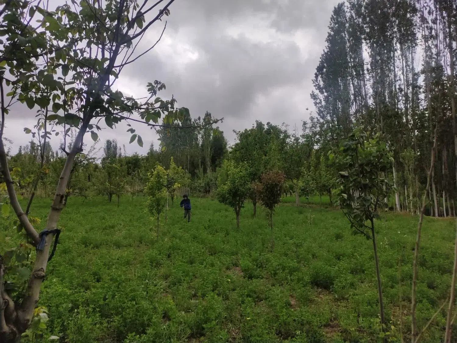 یک قطعه باغ در جلگه روستای ورقی وزارم