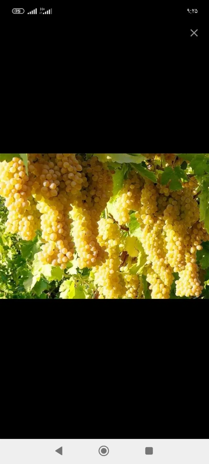 اجاره باغ انگور در ازناب