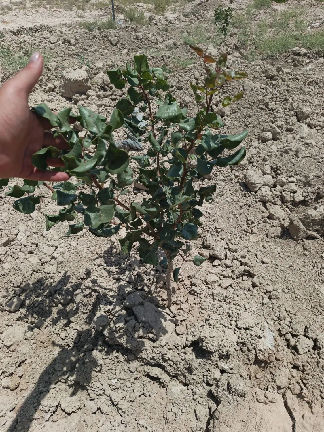 باغ زمین پسته
