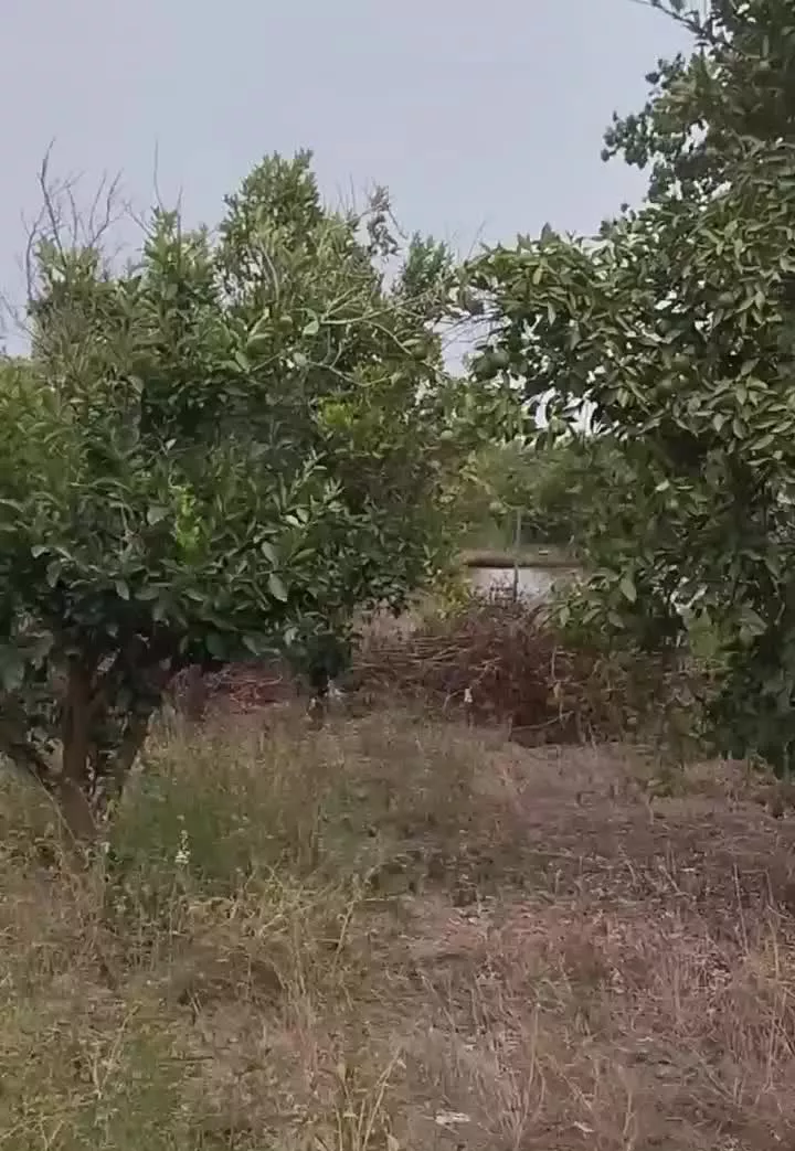 زمین باغ ۷۰۰ متری