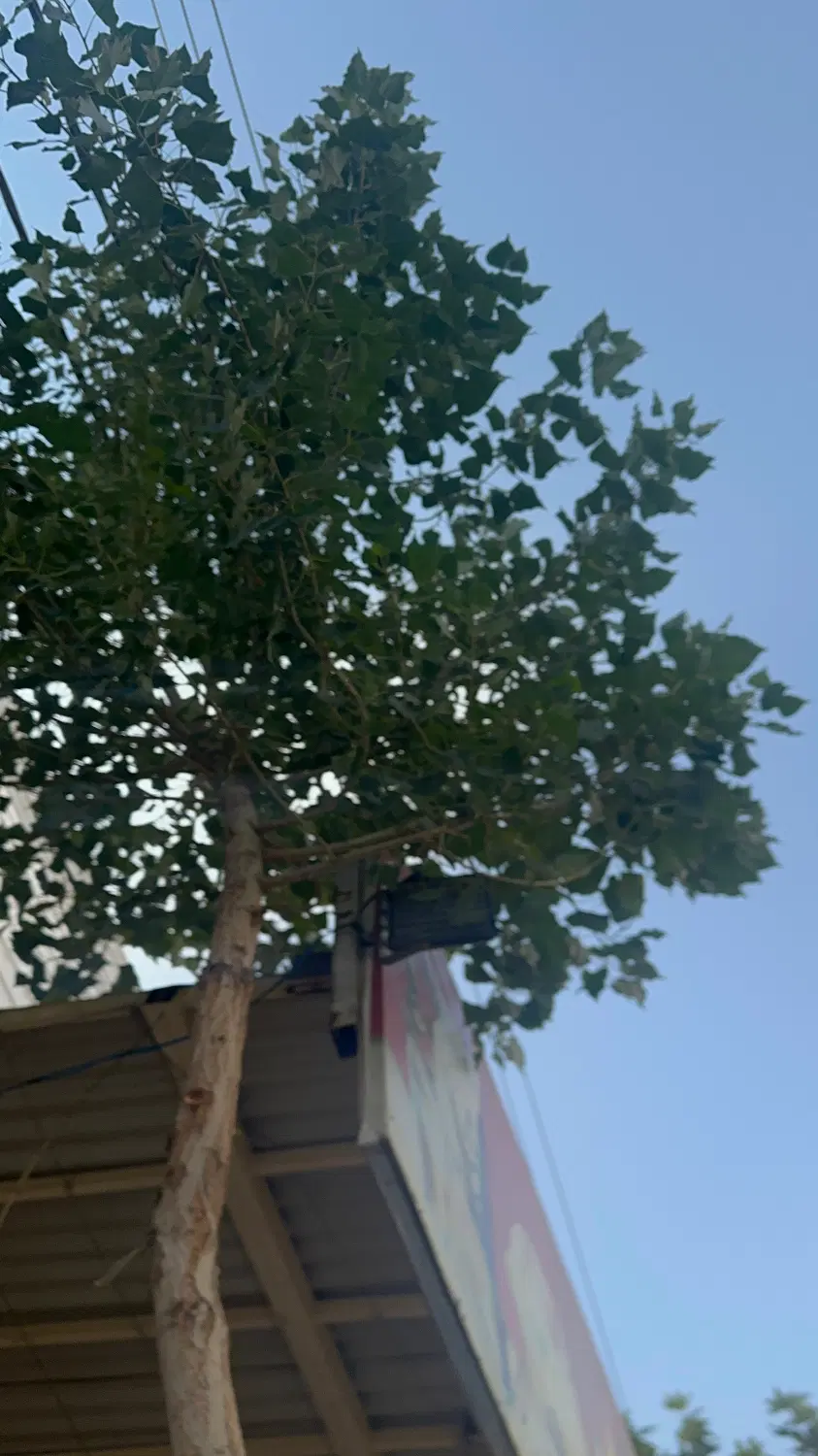 ساختمان ویلایی
