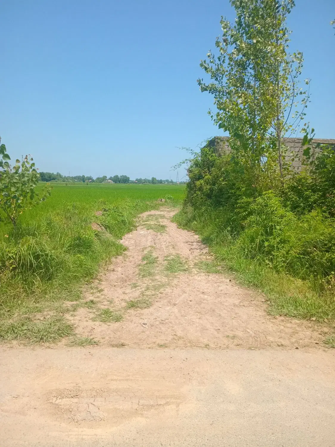زمین کشاورزی ۴۵۶۰ متر
