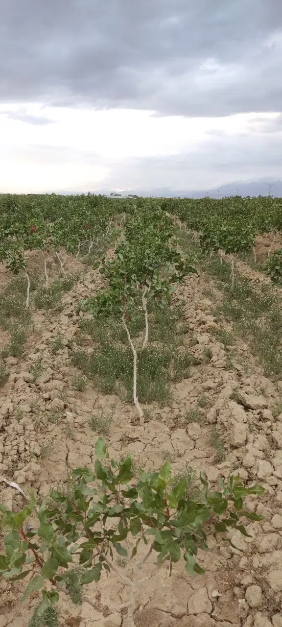 فروش باغ پسته