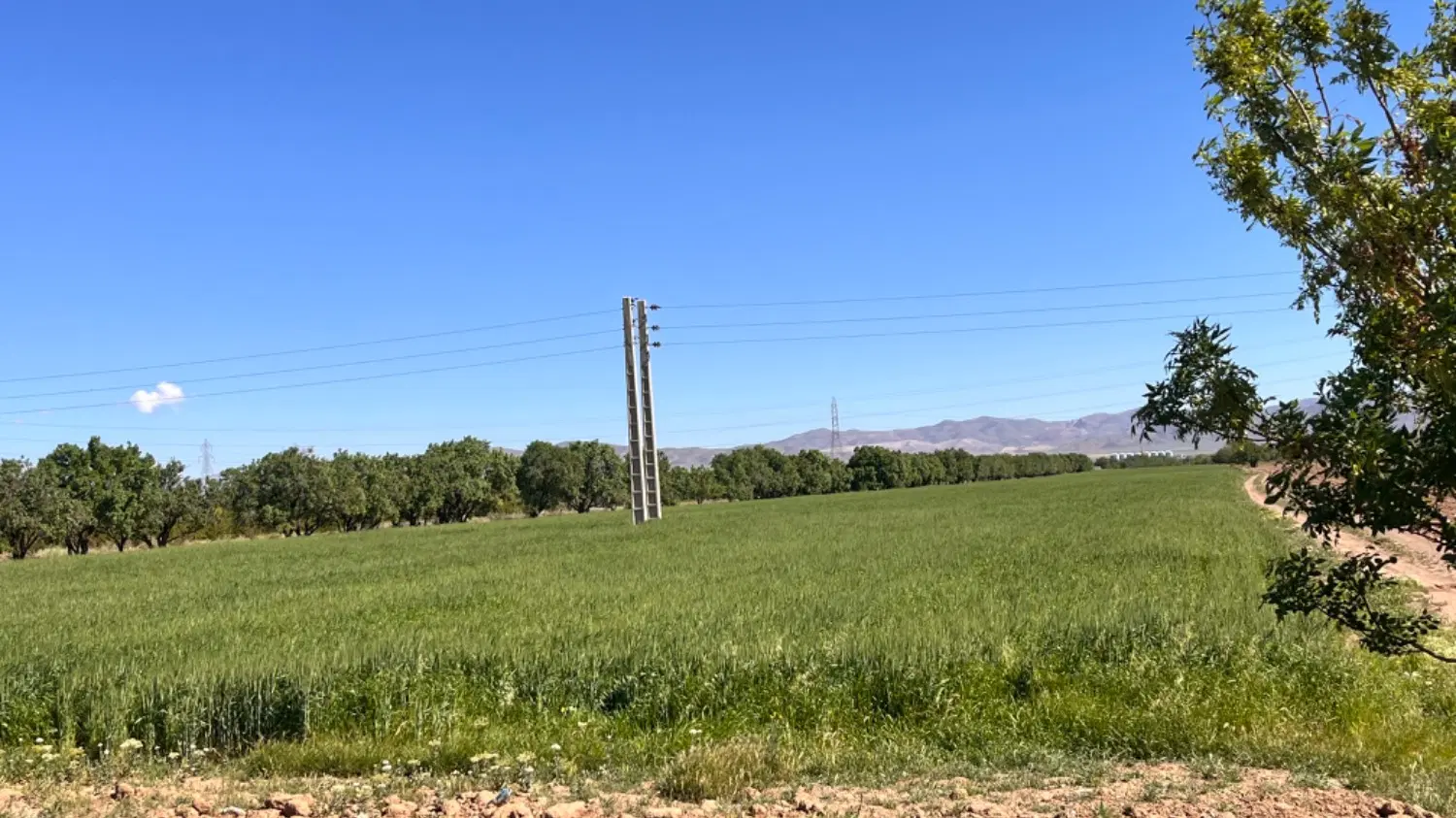 فروش زمین زراعی