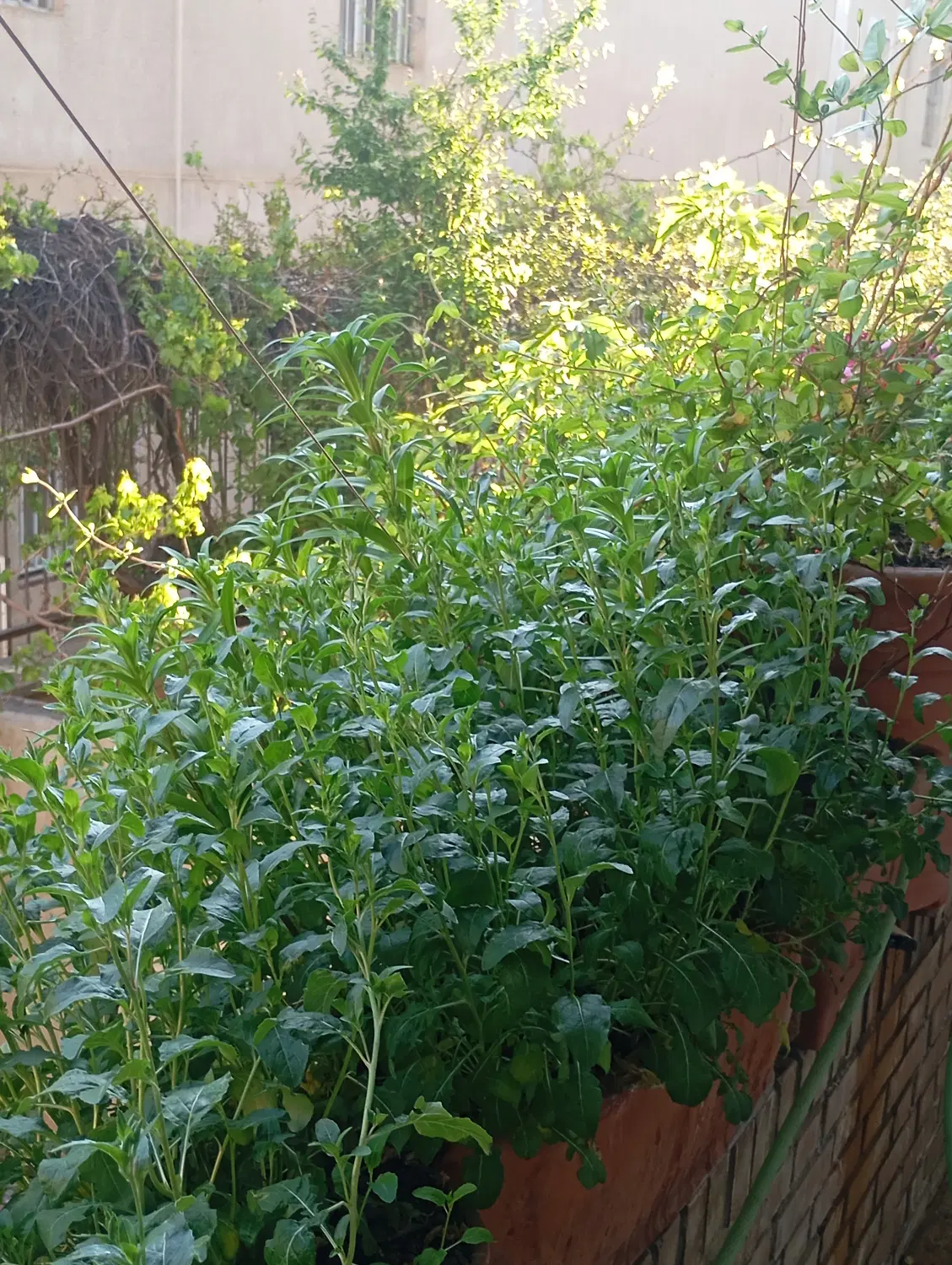 زمین دریابک(لواسان قزوین)