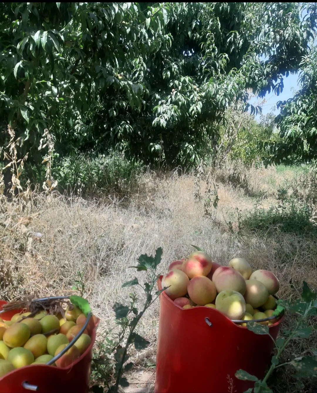 املاک و زمین