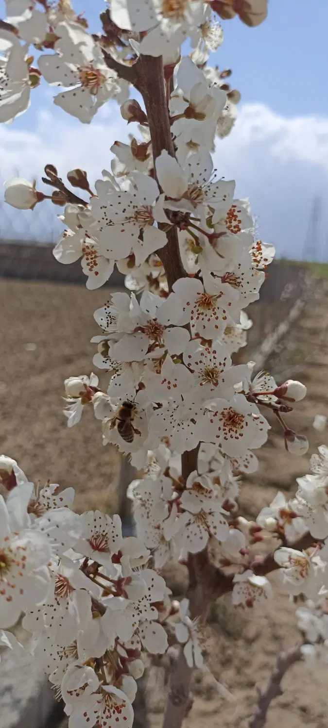 زمین باغ ویلا درشورین