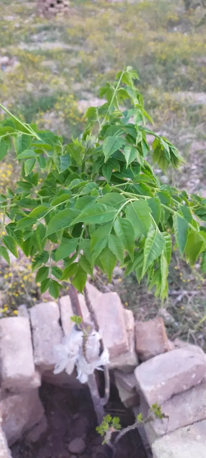 تهاترزمین کشاورزی(دریاچه مهارلو)