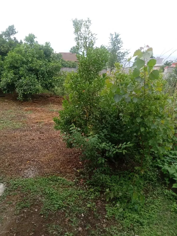 فروش زمین در روستای طراز کوه