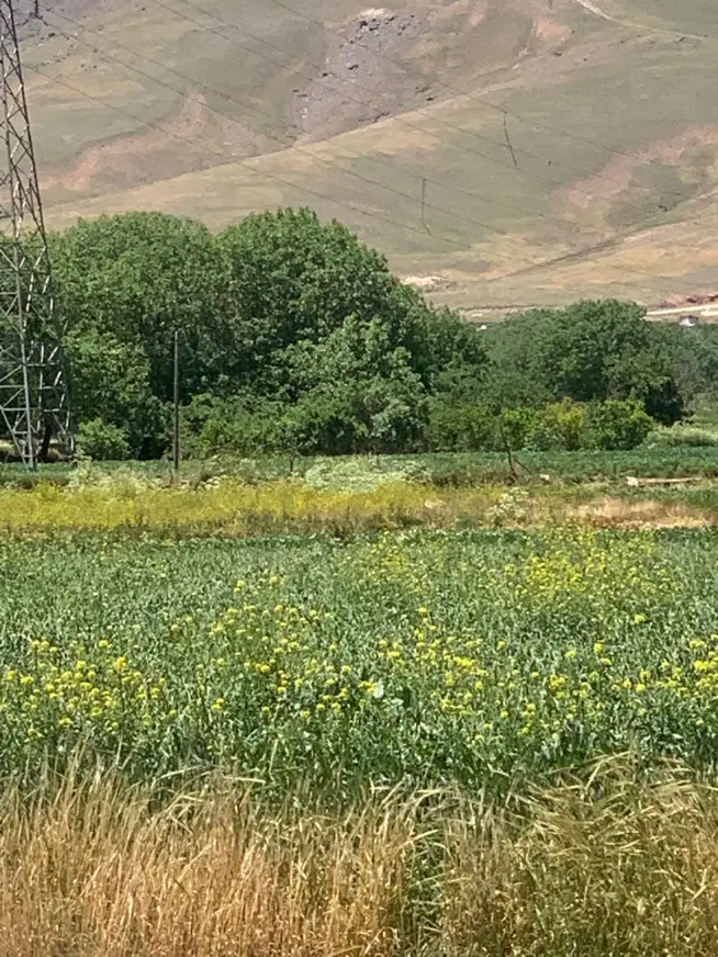فروش زمین مناسب باغی مریانج