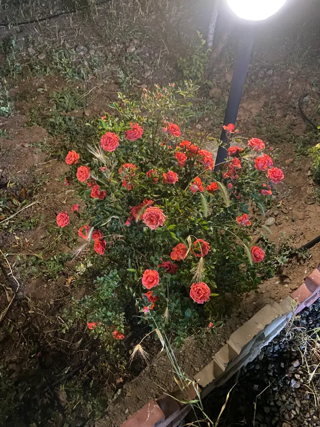 باغ ویلا ۱۰۰۰ متری