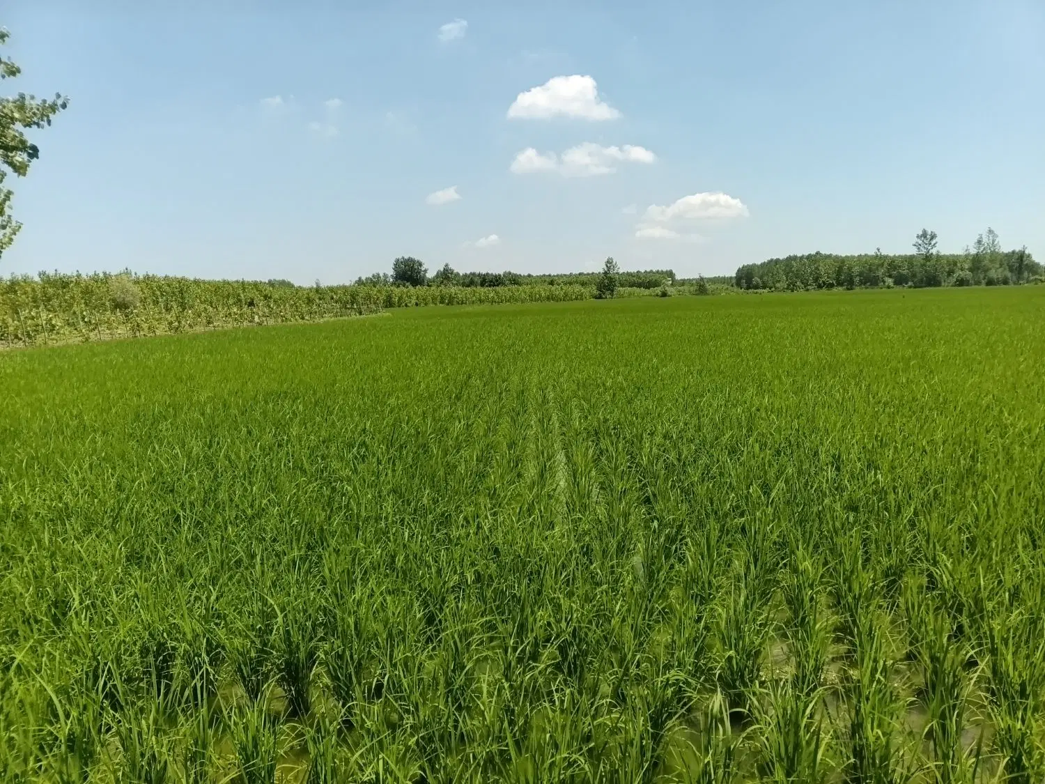 شالیزار سنتی