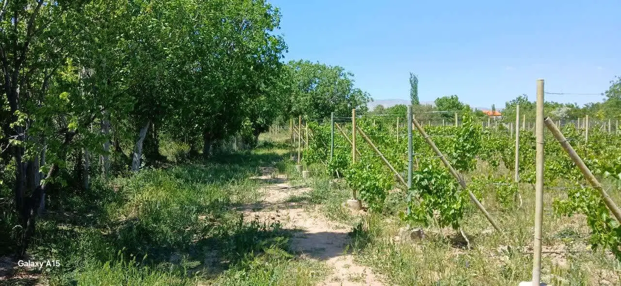 فروش باغ 7000متری میوه سرحال نزدیک دهکده پارس ابهر
