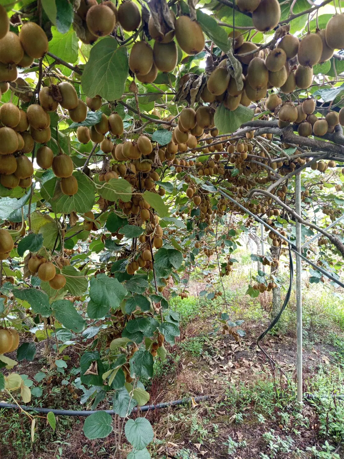 خانه ویلایی بین تالش و آستارا حویق