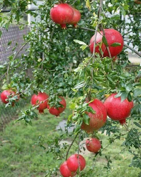 زمین باغچه
