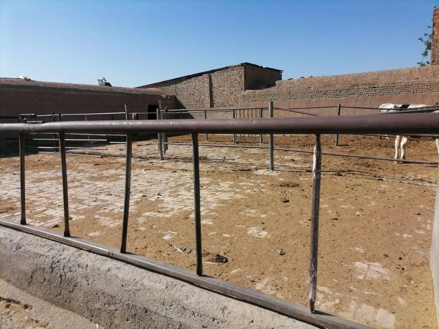 گاو داری مجهز به دو خانه ی بزرگ
