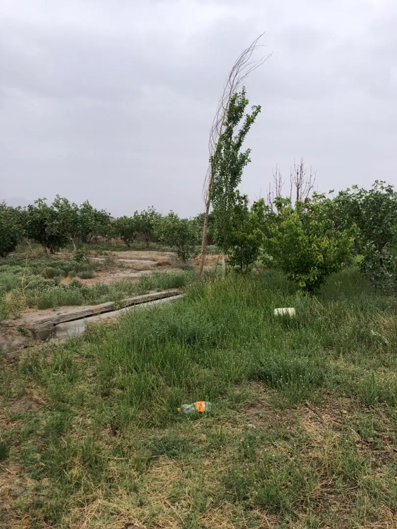 فروش باغ پسته