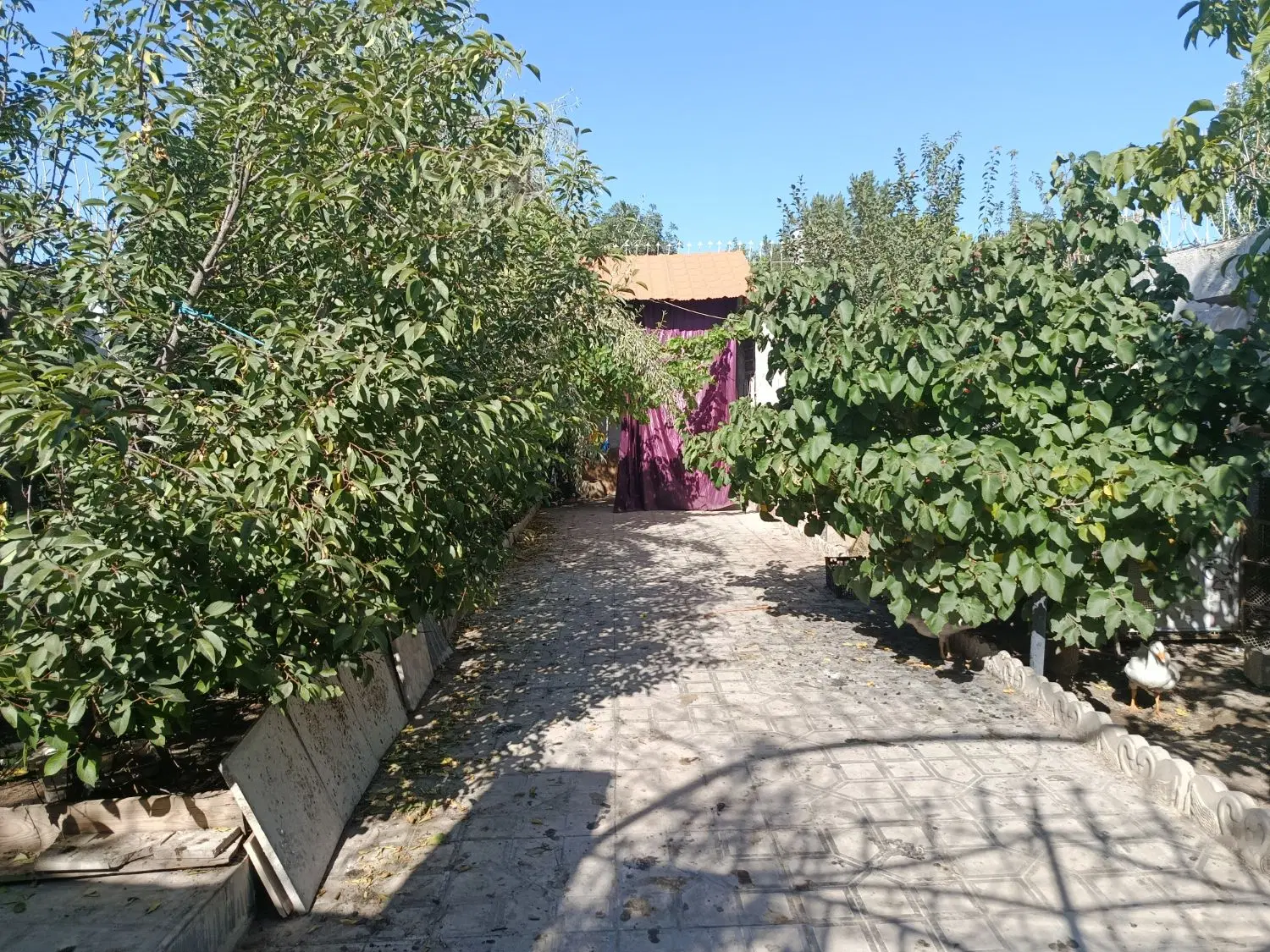 باغچه مسکونی .250متر