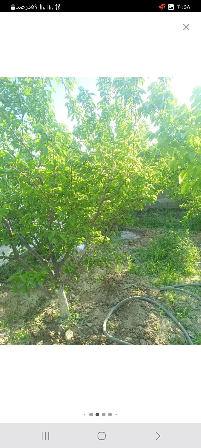 باغچه فروشی
