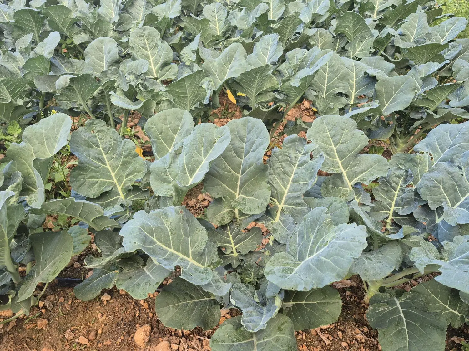زمین باغی
