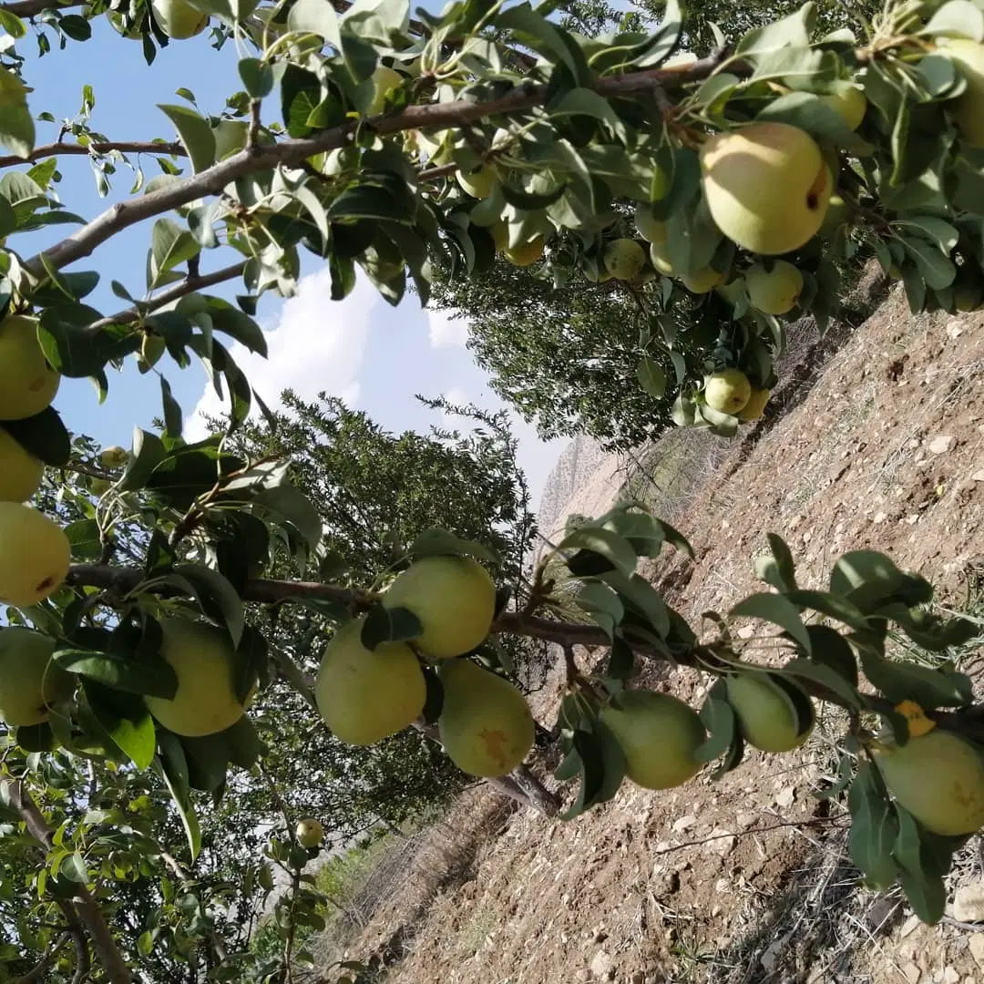 فروش و اجاره باغ گلابی