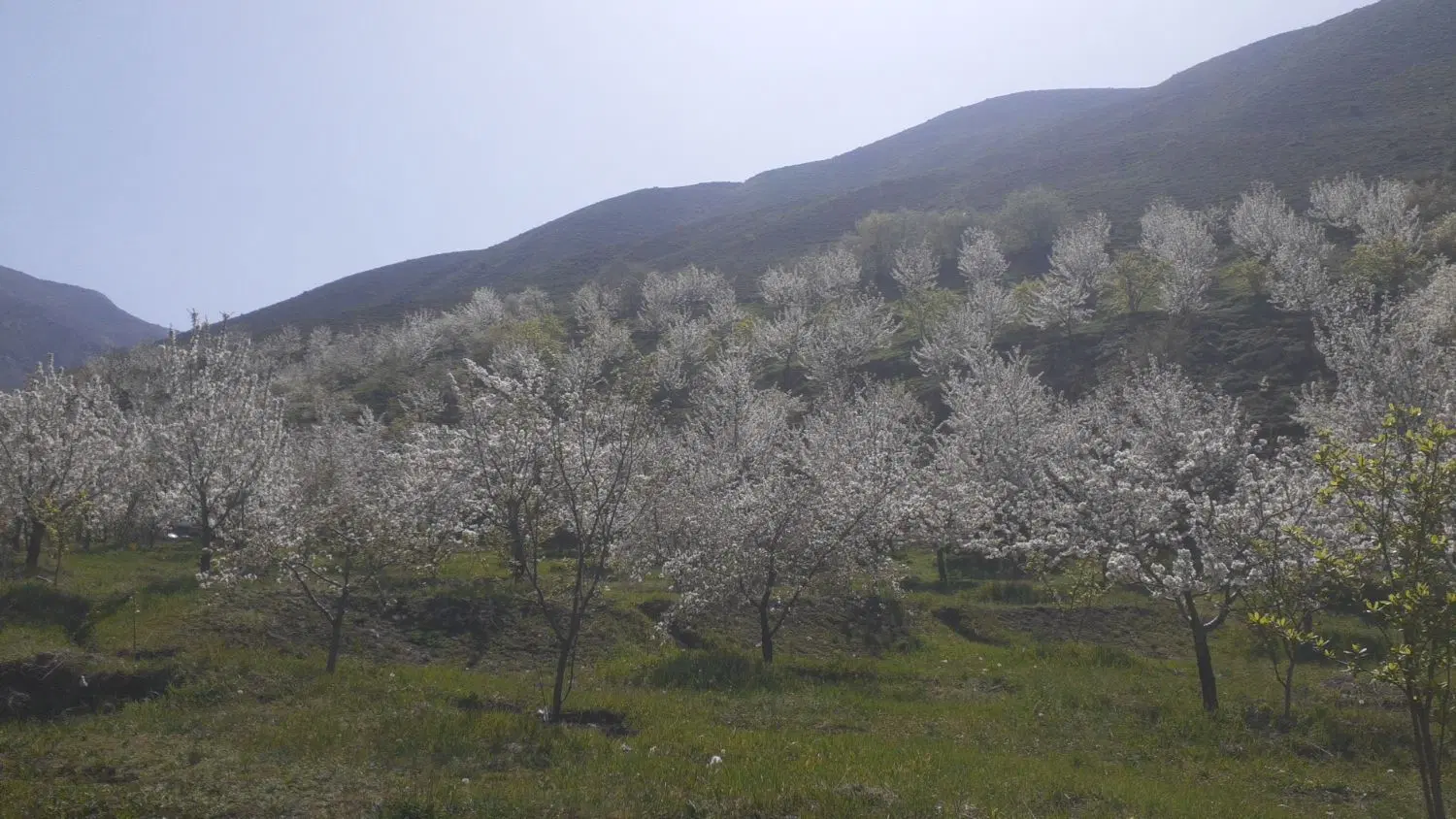باغ و زمین ییلاقی