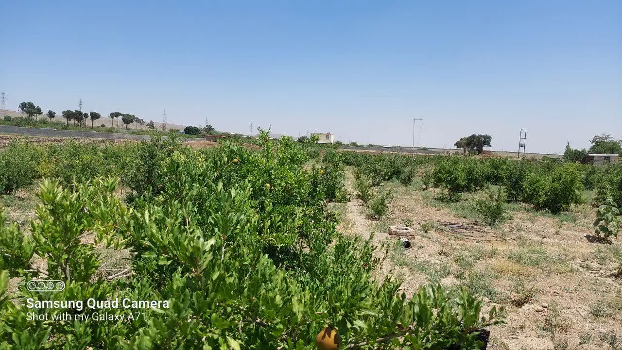 باغ فروشی
