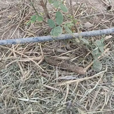 زمین با موقعیت مناسب سند تک برگ