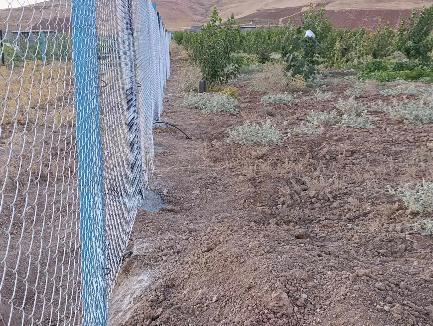 700متر زمین کشاورزی در روستای قلیان