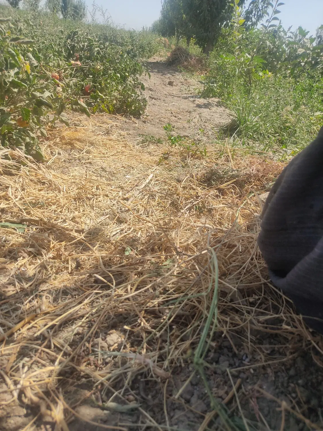 زمین  روستای ملاکندی برای اجاره