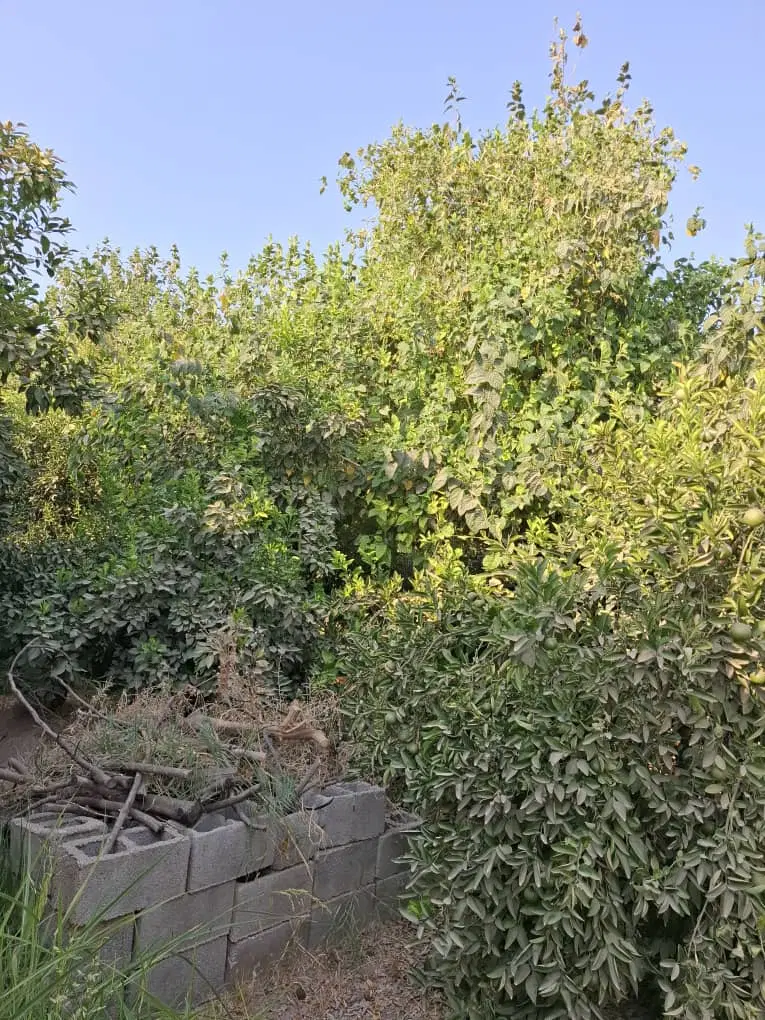 کشاورزی