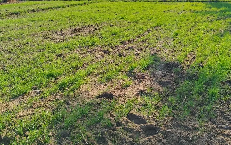زمین مسکونی ۲۲۵ متری