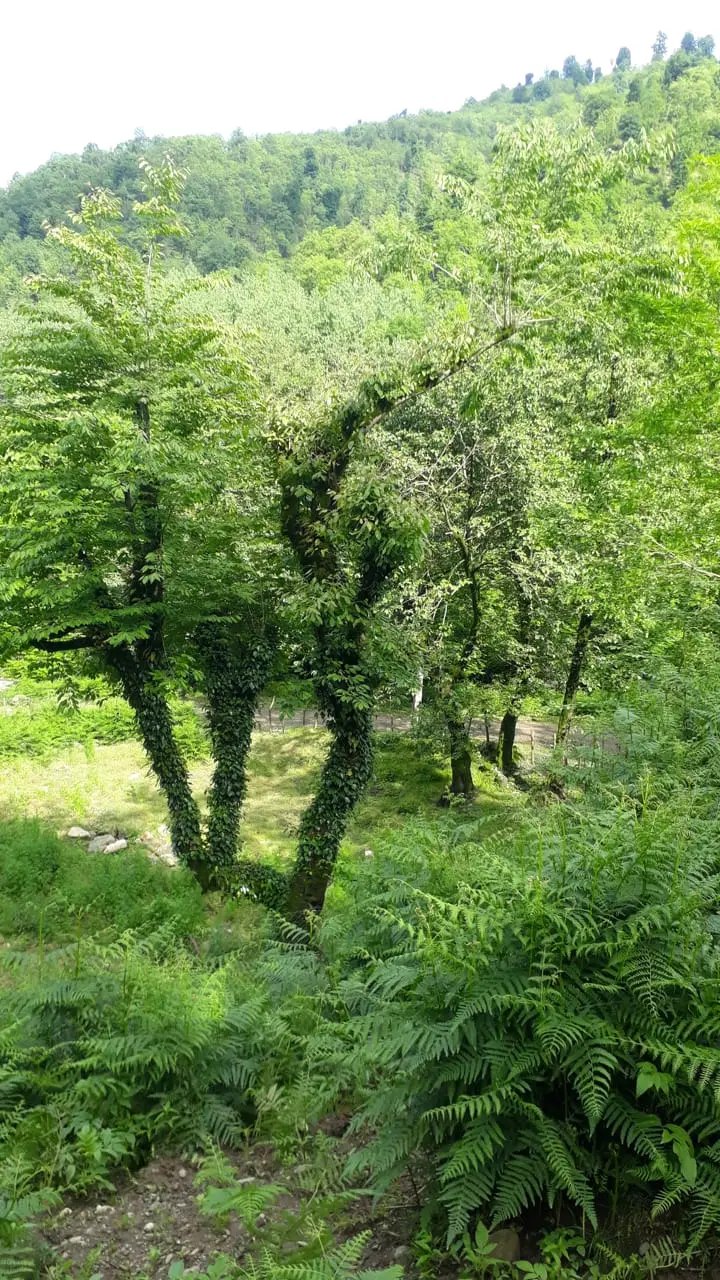 ویلا اجاره ایی