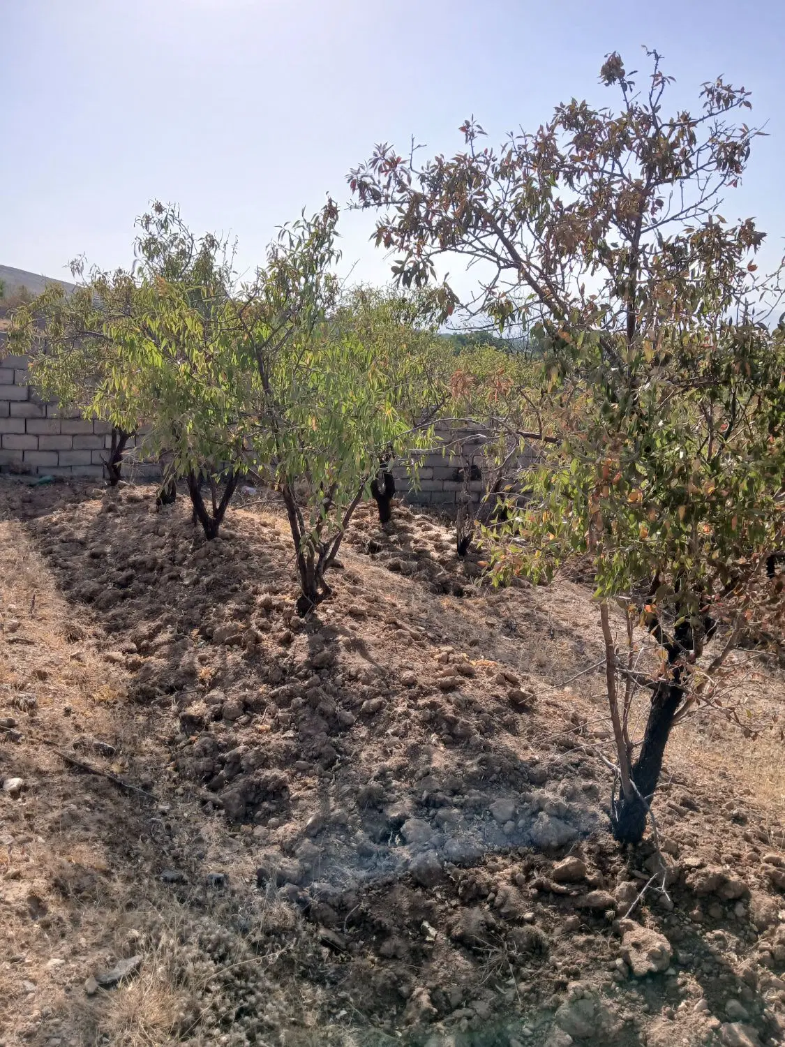 باغ سرابی
