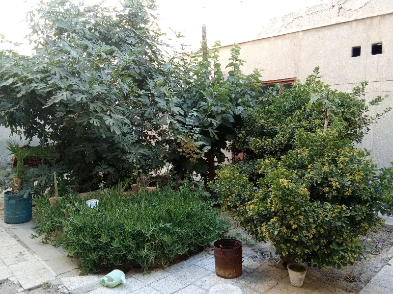 ویلایی کلنگی مسجد لنبان