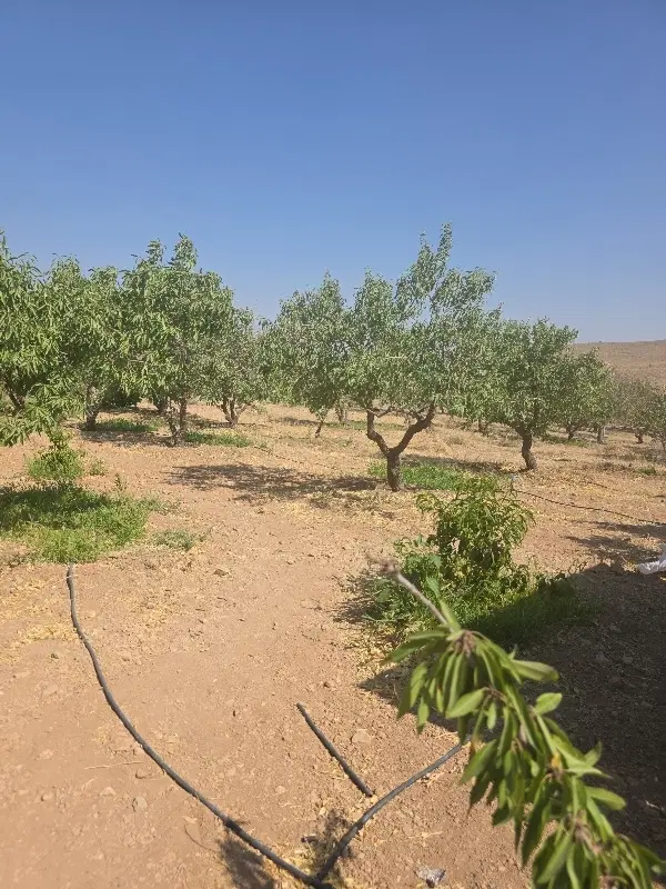 باغ بادام