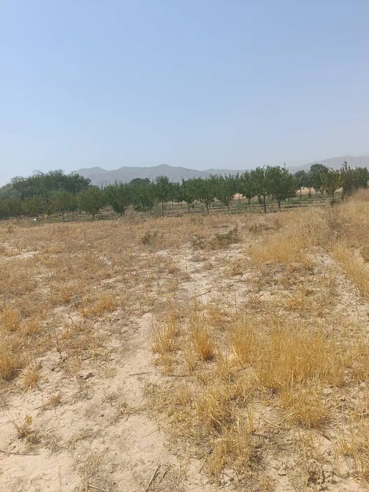 اجاره زمین کشاورزی آماده کشت