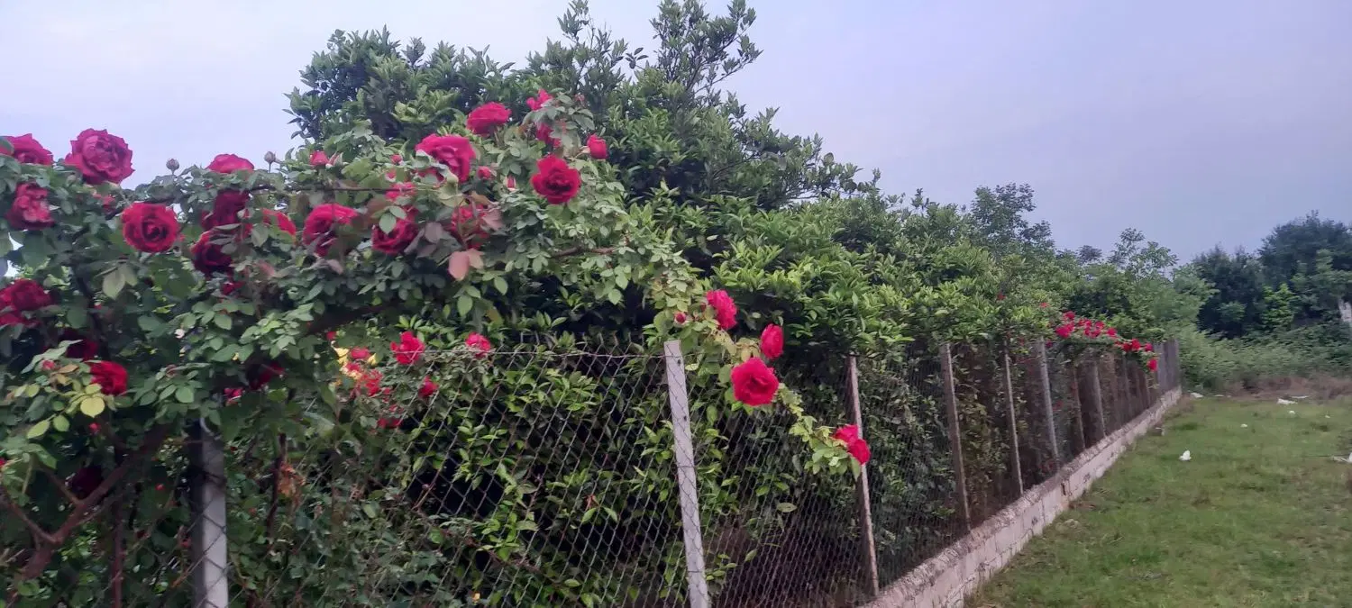 فروش زمین واقع در ساروکلا
