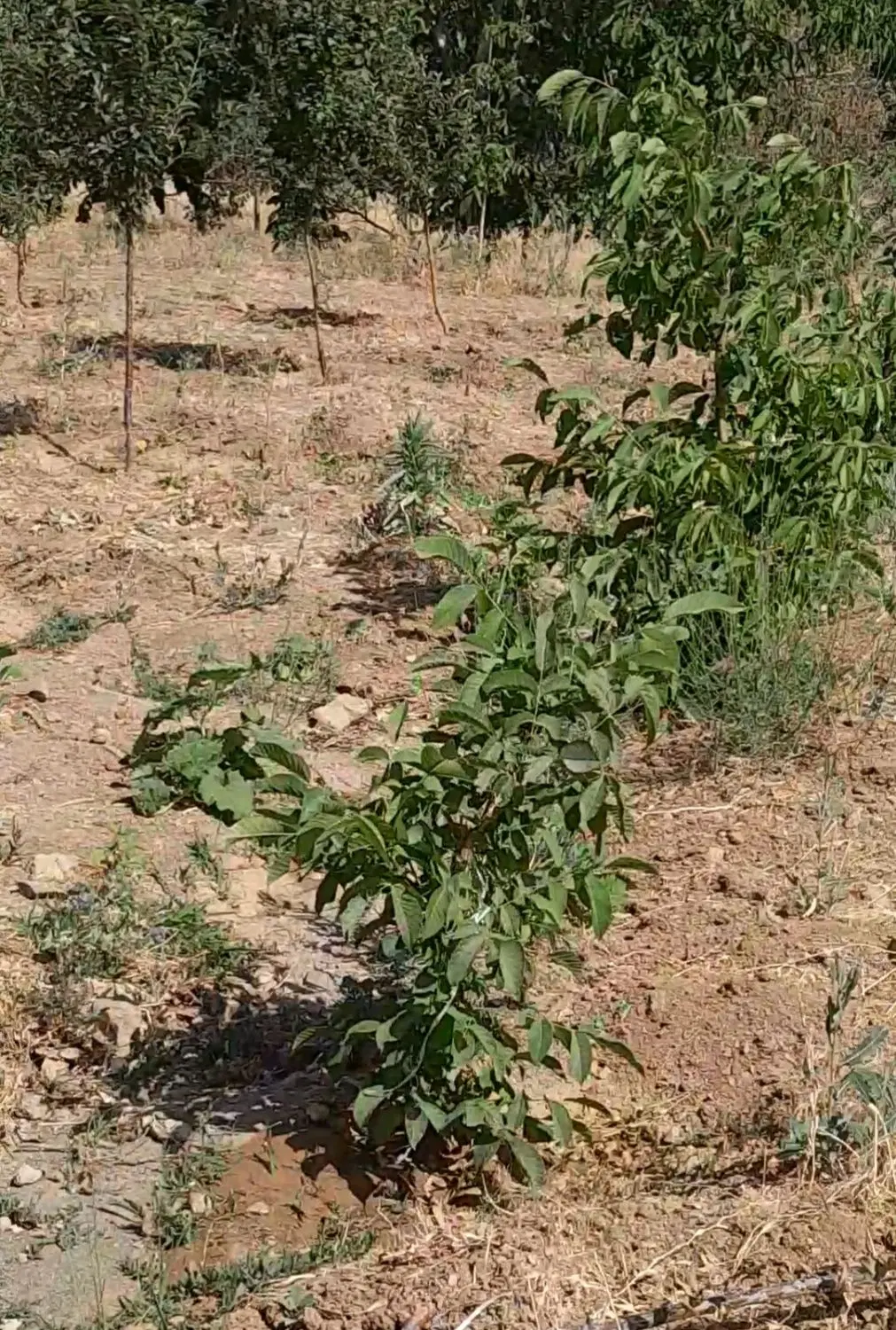 زمین سنددار کشاورزی وباغ