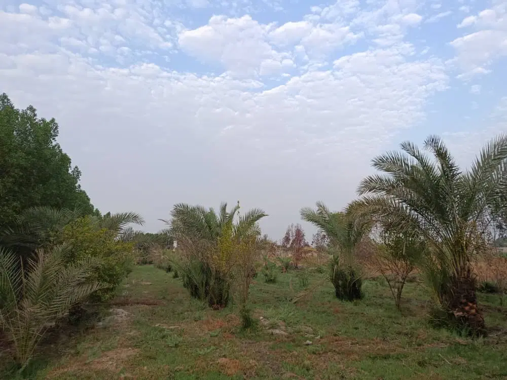 زمین   سرجاده