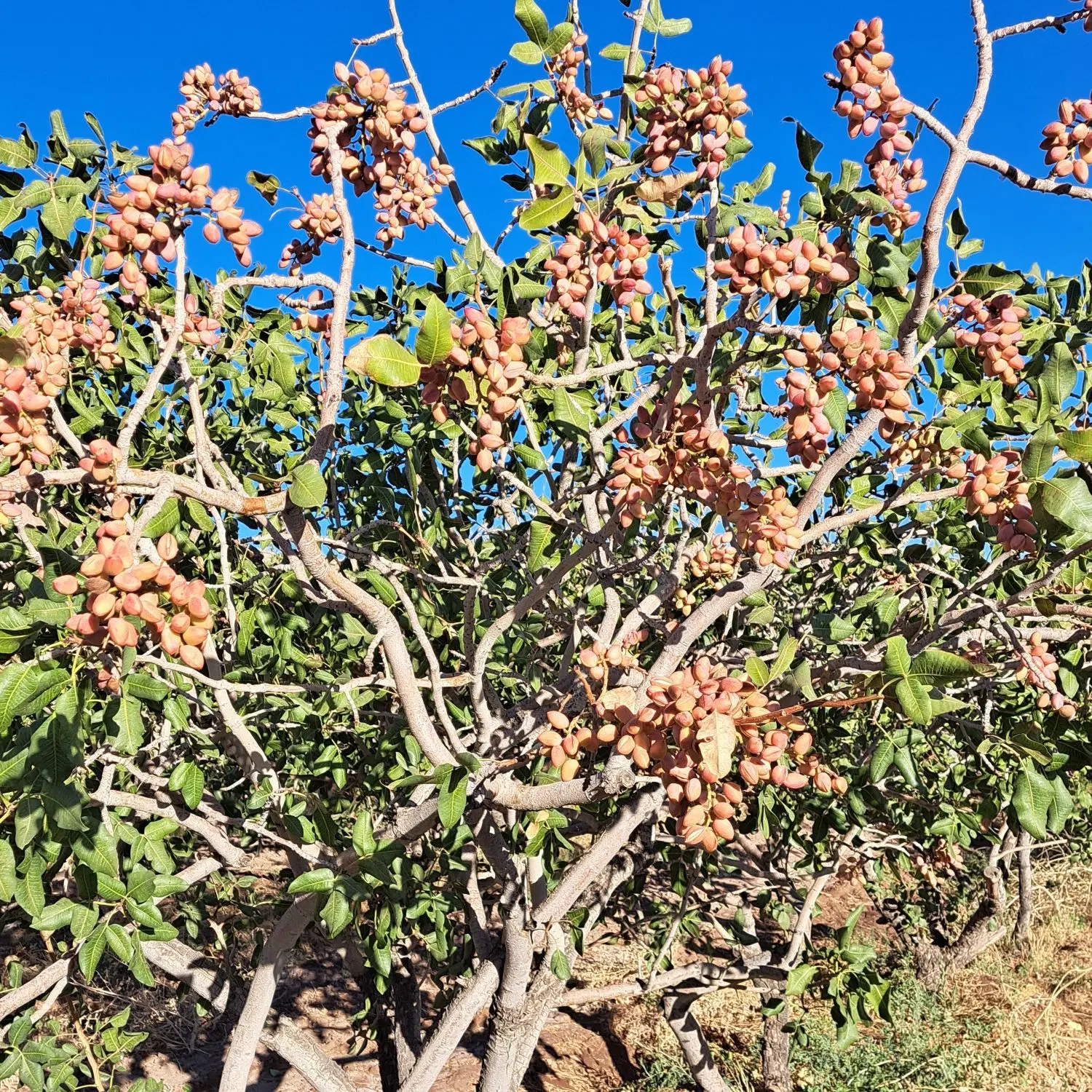 فروش زمین پسته ای لب خیابان