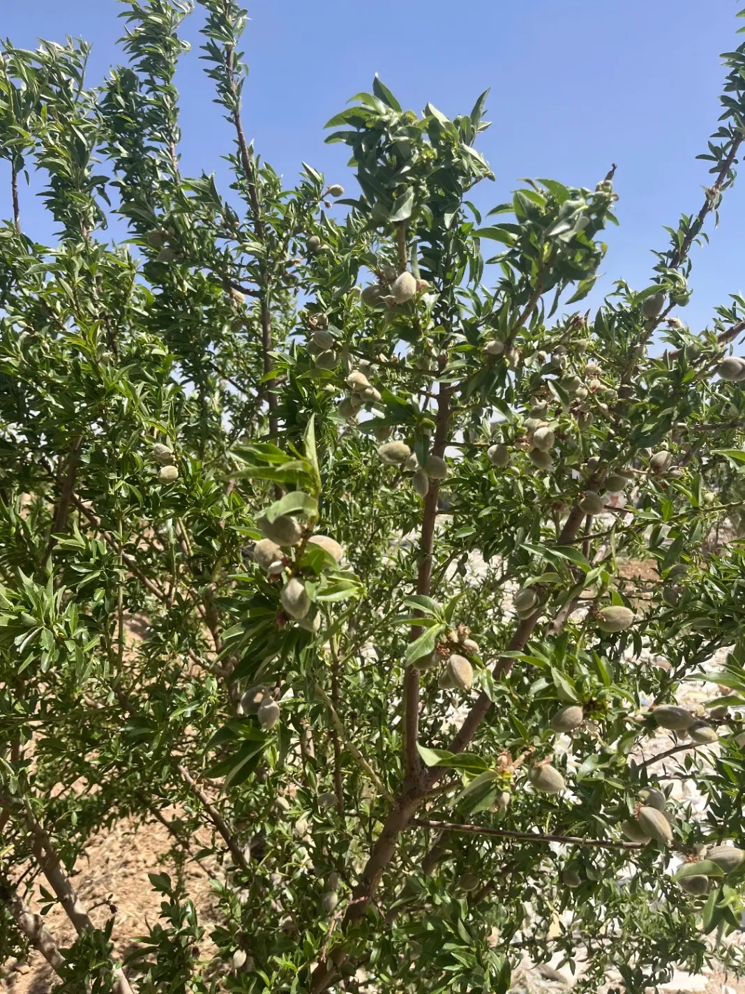 ۷۵۰ متر باغ نظم اباد